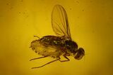 Two Fossil Flies (Diptera) In Baltic Amber #145496-1